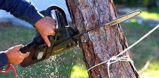 Best Tree and Shrub Care  in Oblong, IL