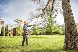 Best Tree Risk Assessment  in Oblong, IL