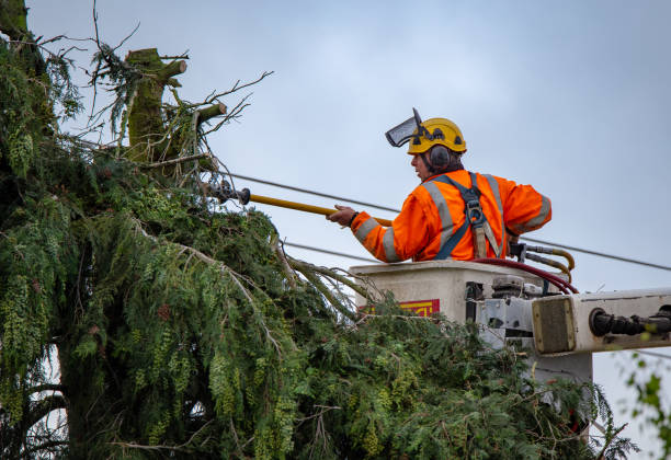 Best Palm Tree Trimming  in Oblong, IL