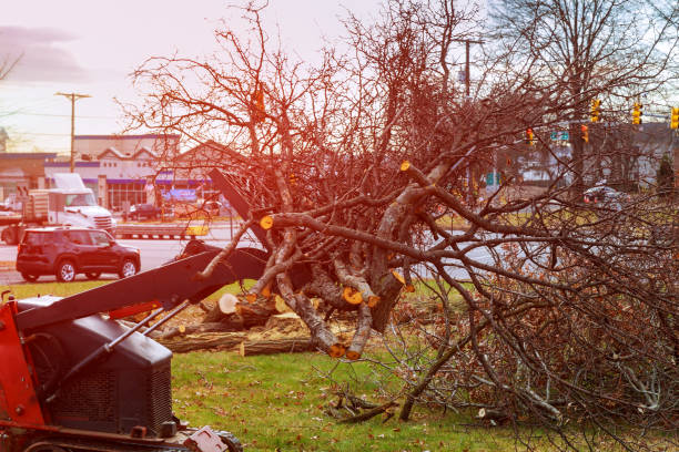 How Our Tree Care Process Works  in  Oblong, IL