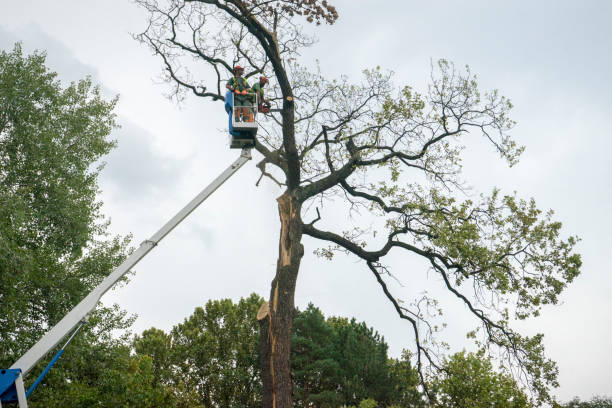 Best Tree Maintenance Programs  in Oblong, IL