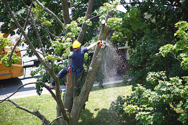 Best Fruit Tree Pruning  in Oblong, IL