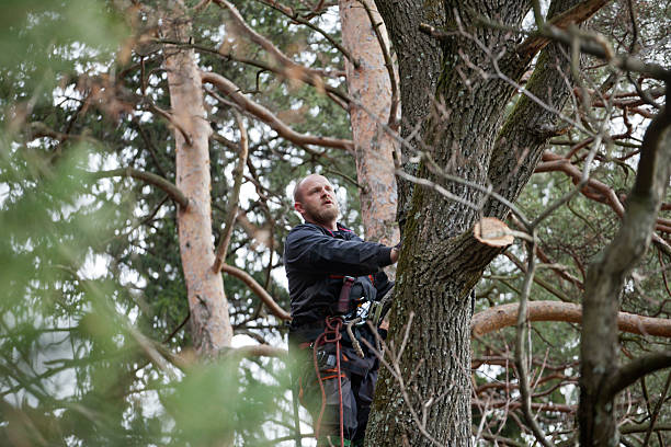 Best Arborist Consultation Services  in Oblong, IL